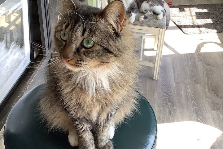 Pet Friendly 133 of 194