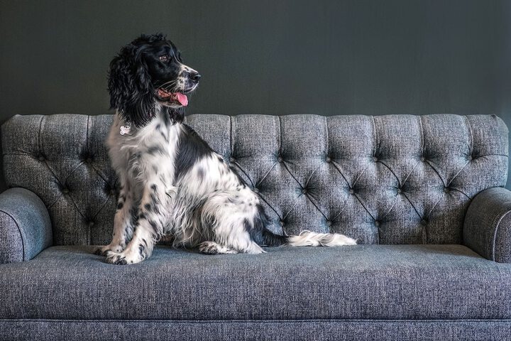Pet Friendly 64 of 88