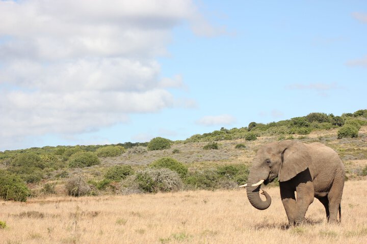 Game viewing