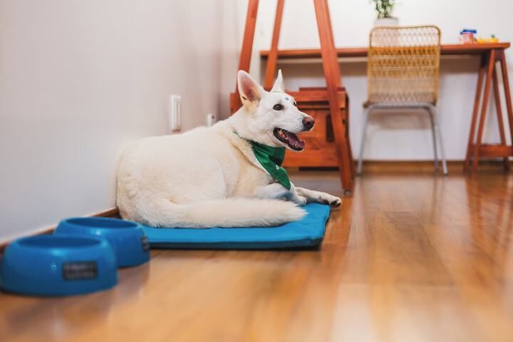 Pet Friendly 60 of 80