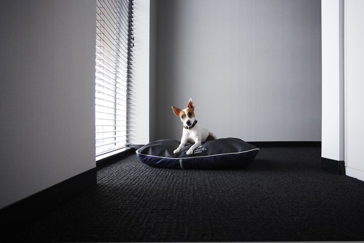 Pet Friendly 42 of 64