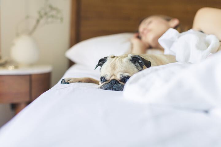 Pet-friendly