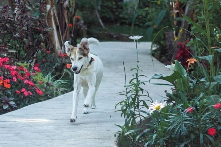 Pet Friendly 29 of 37