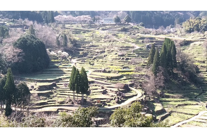 Rice terrace scenery