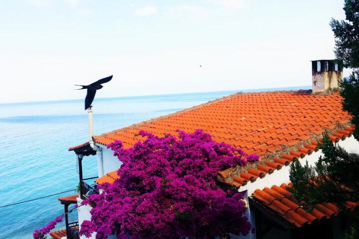 Acrogiali Sunshine
