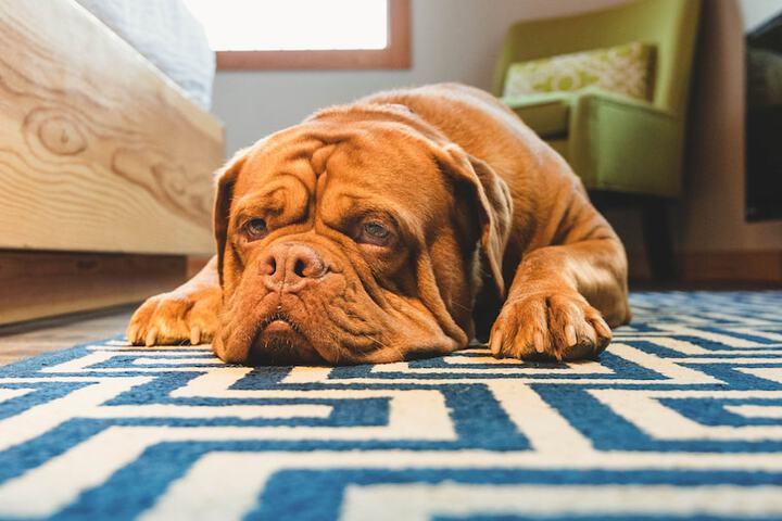 Pet Friendly 60 of 78