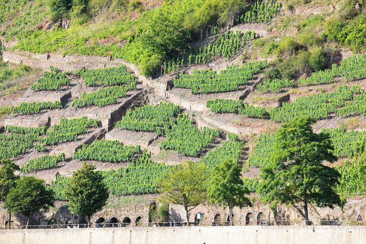 Vineyard