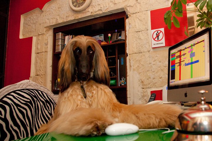 Pet-friendly