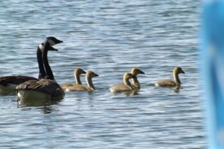 General 51 of 53