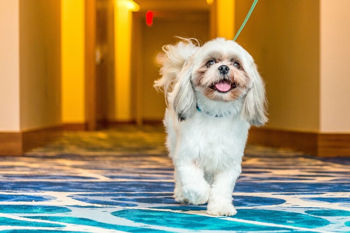 Pet Friendly 182 of 293