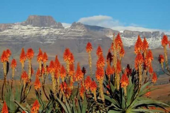 Photo of Berg Treat