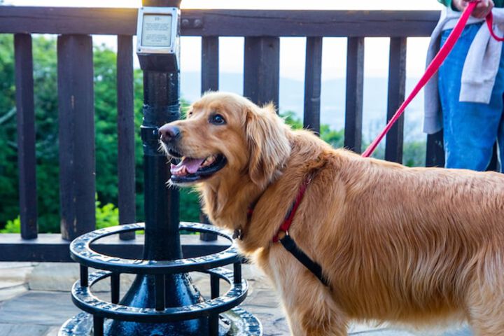 Pet-friendly