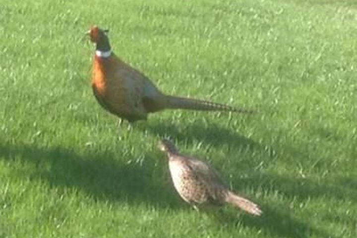 Spa and Wellness Pictures