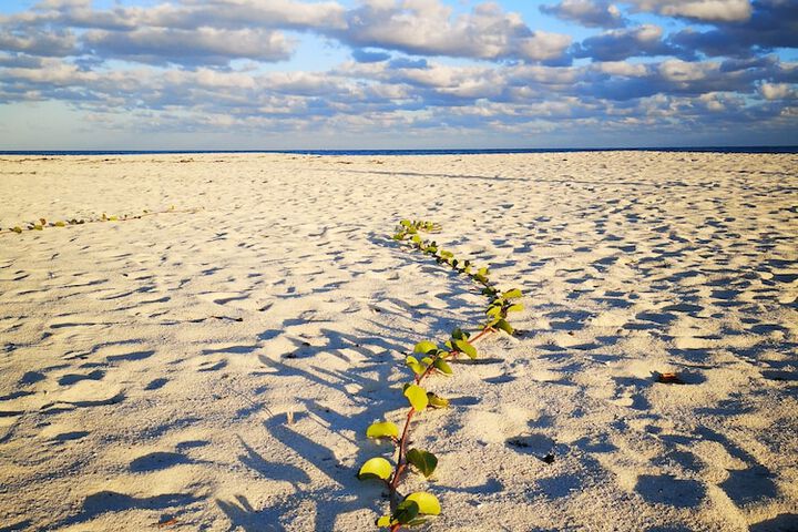 Beach 50 of 56