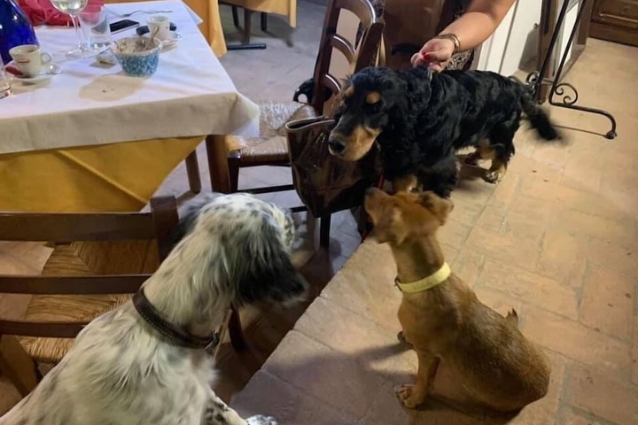 Pet Friendly 79 of 206