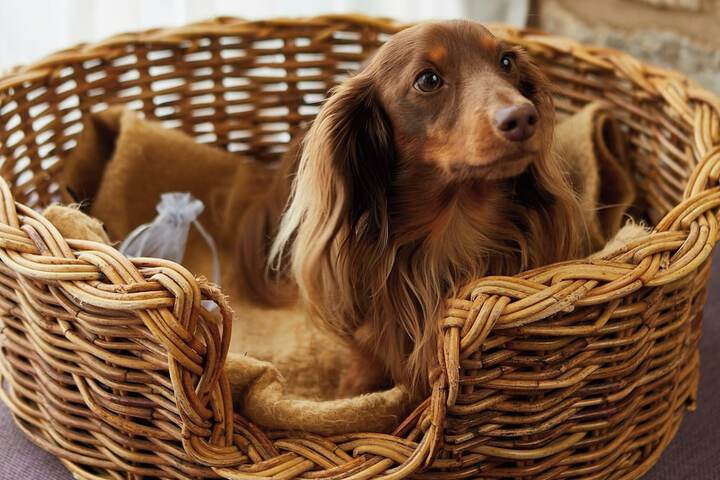 Pet-friendly