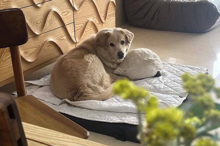 Pet Friendly 65 of 69