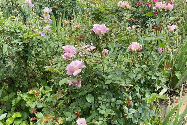 Photo 29