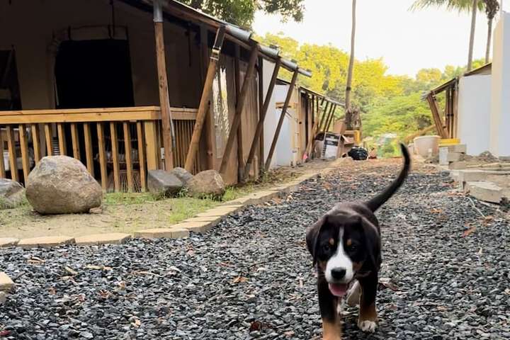 Pet Friendly 41 of 57