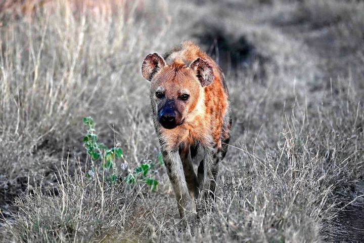 Game viewing