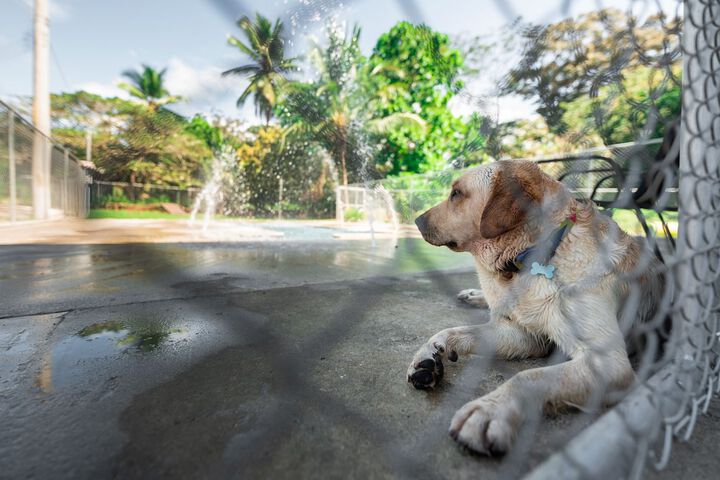 Pet Friendly 44 of 105