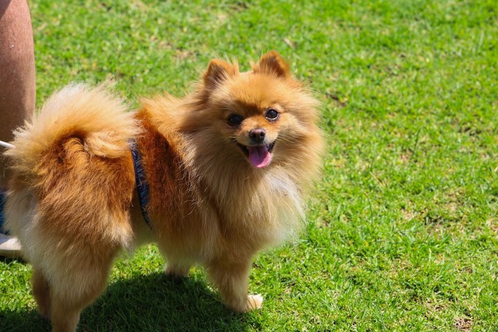 Pet Friendly 116 of 198