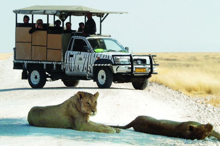 Safari