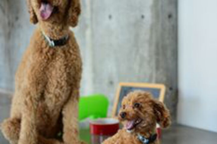 Pet Friendly 48 of 57