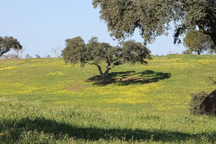 MONTE AGUENTINHA DO CAMPO