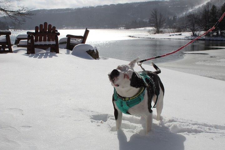 Pet Friendly 26 of 43