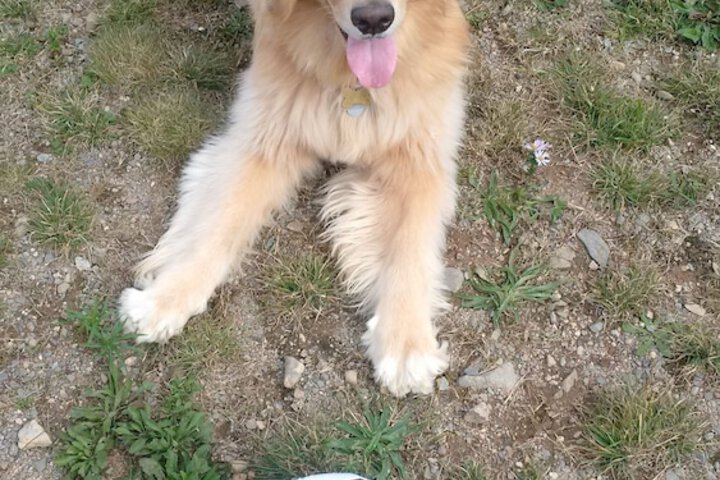 Pet Friendly 33 of 57