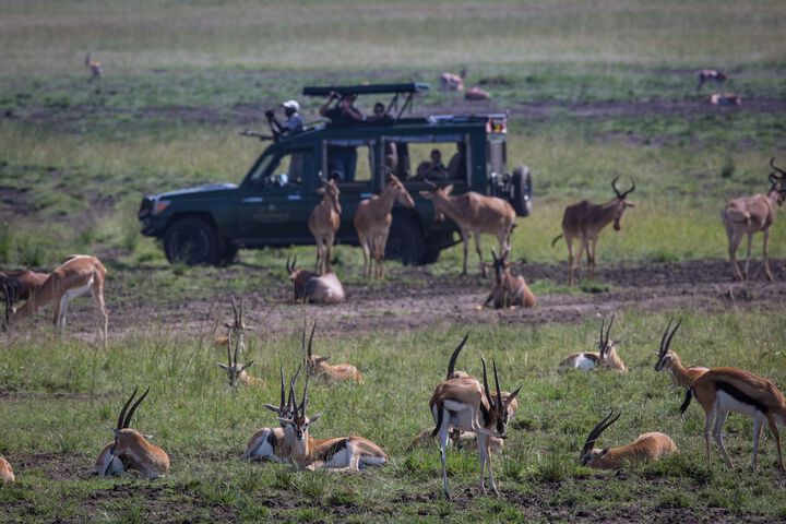 Safari