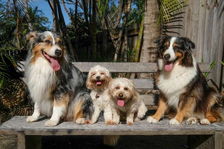 Pet Friendly 17 of 25