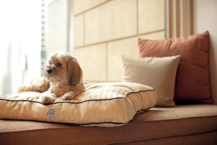 Pet-friendly