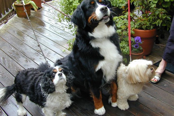 Pet Friendly 47 of 87