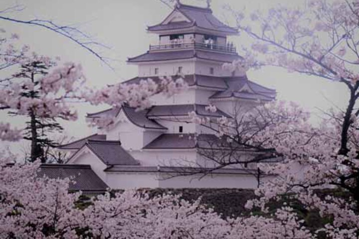 * Tsuruga Castle in full bloom (Aizuwakamatsu)