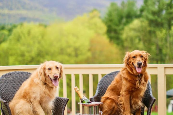 Pet Friendly 191 of 288