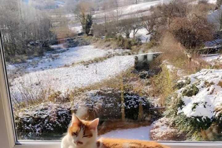 Pet-friendly