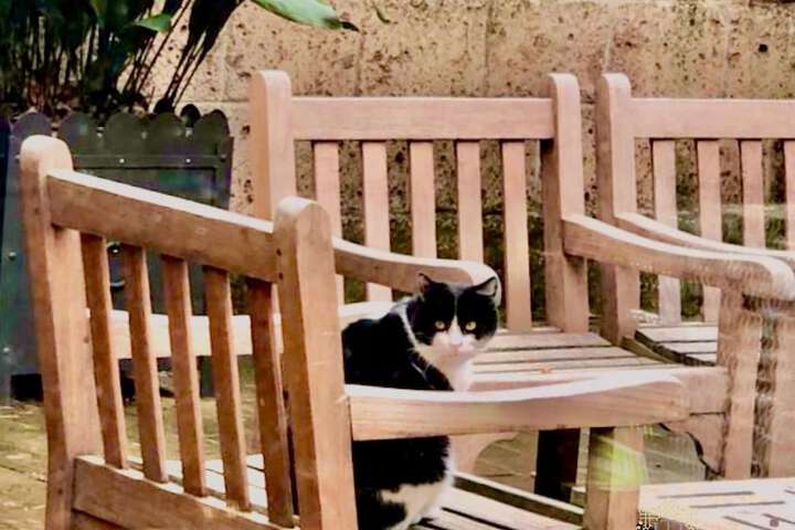 Pet Friendly 73 of 152