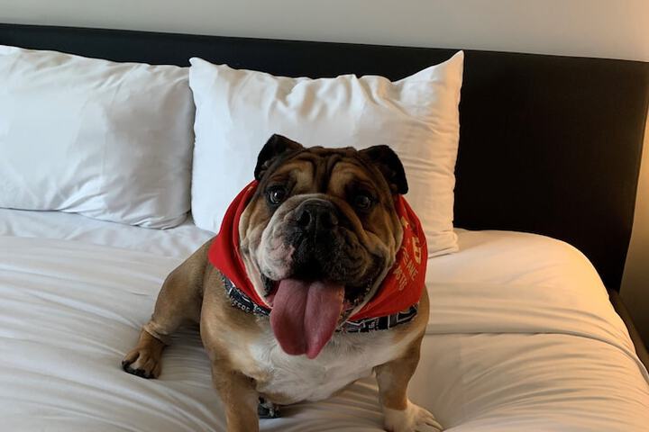 Pet-friendly