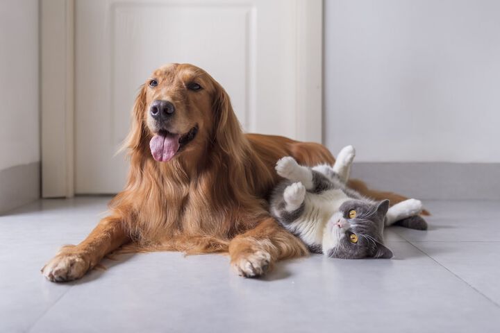 Pet Friendly 25 of 64