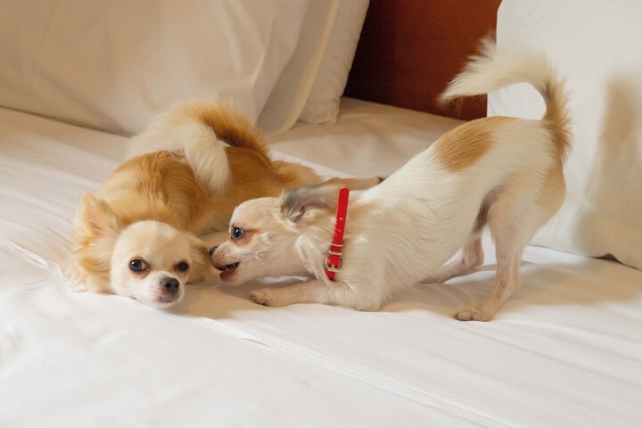 Pet-friendly amenities