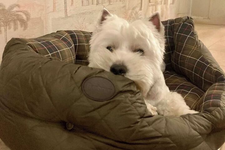 Pet Friendly 60 of 75