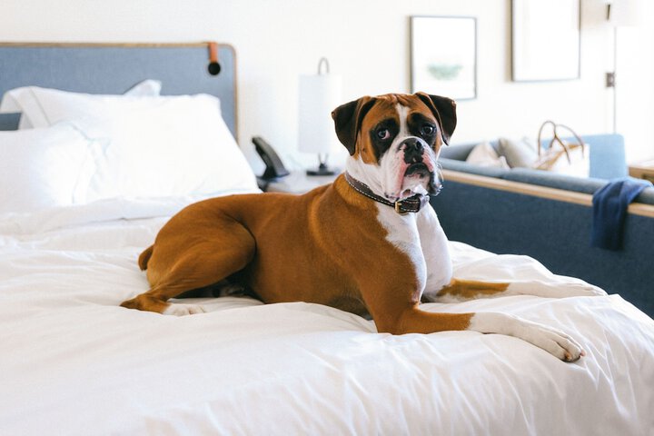 Pet-friendly