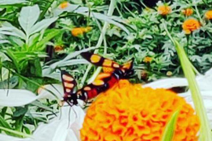 General 33 of 55