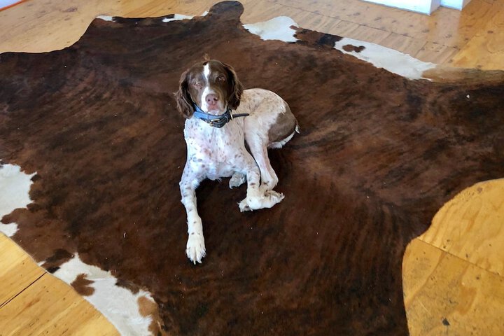 Pet Friendly 20 of 45