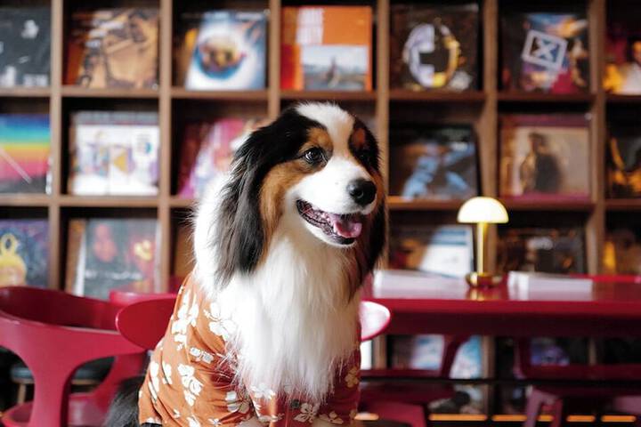 Pet Friendly 48 of 57