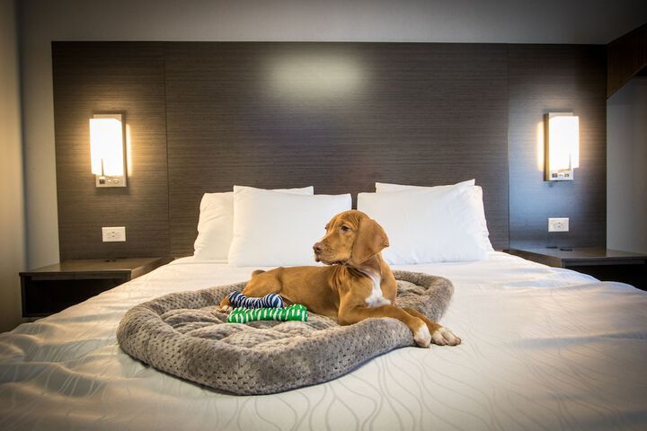 1 King Bed Pet Friendly Accessible (27 of 90)