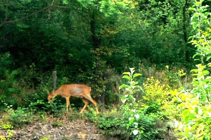 Property Grounds 16 of 25