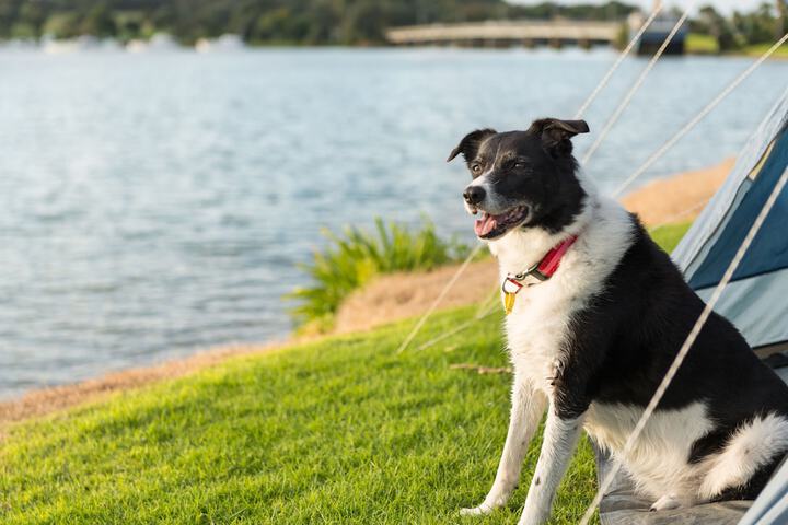 Pet Friendly 14 of 33